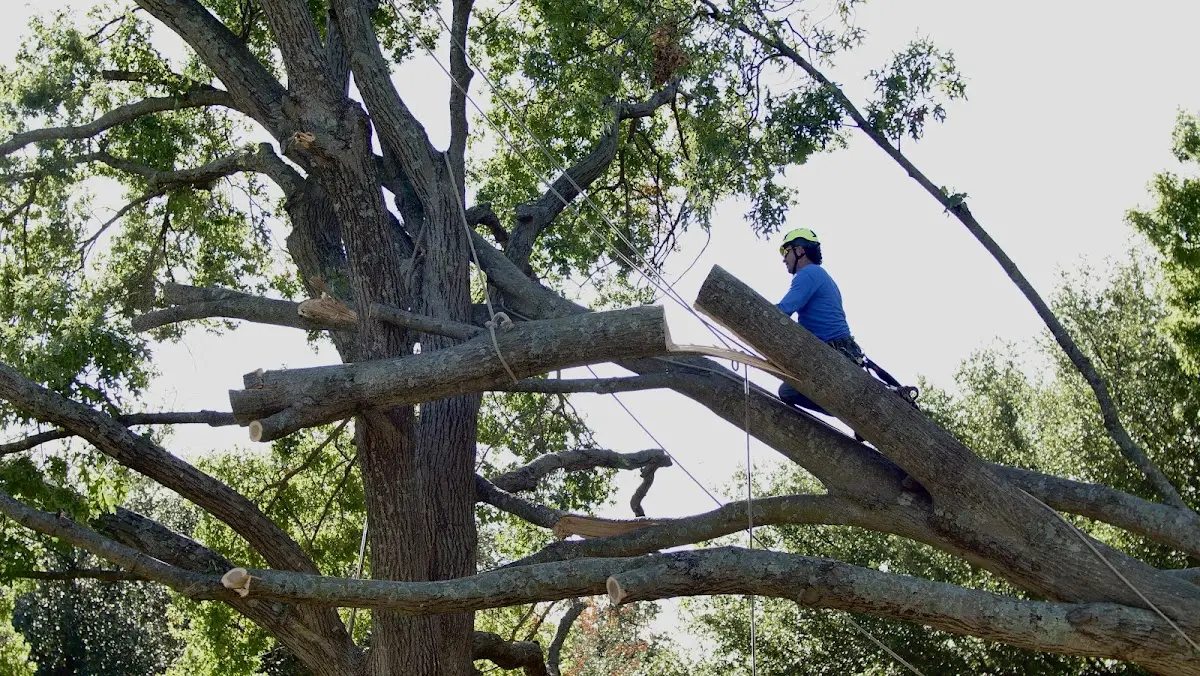 Professional Hazardous Tree Removal performed by certified arborists in Brookhaven